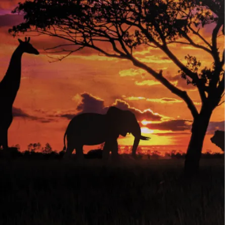 جدة جنغل مصدر الصورة  موقع منطقة الجنغل