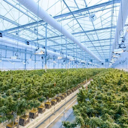 النباتات الصحية