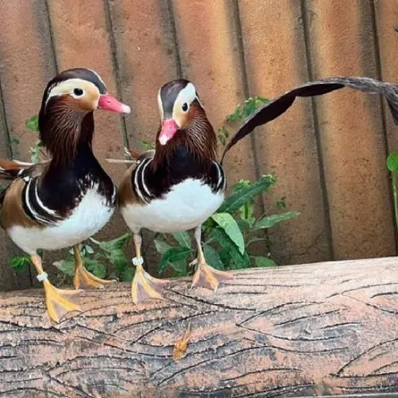 حديقة الطيور في مدينة الطائف