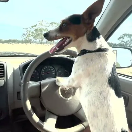 صورة الكلبة ليكسي تقود السيارة