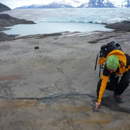 استخراج حفرية سليمة لإكتيوصور 