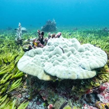 اكتشاف جبال من السكر مخبأة في نباتات المحيط