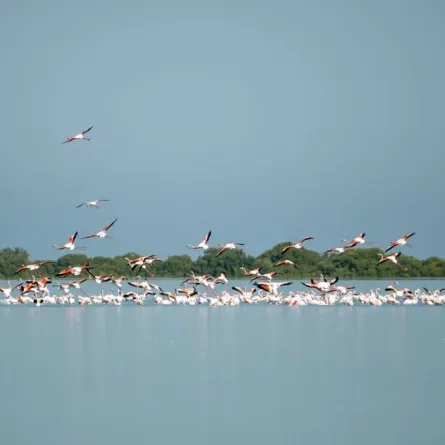 الطيور المهاجرة في الإمارات. الصورة من "وام"