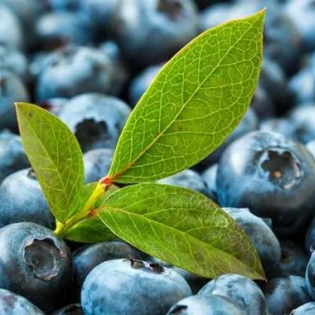 التوت الأزرق. الصورة من وكالة الأنباء الألمانية