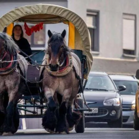 السيدة الألمانية وهي تقود عربتها 