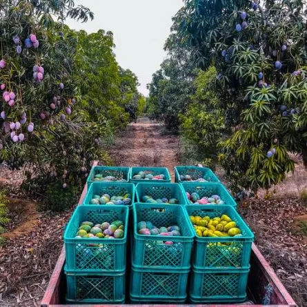 مهرجان المانجو- الصورة من حساب مهرجان المانجو والفواكه الاستوائية بتويتر