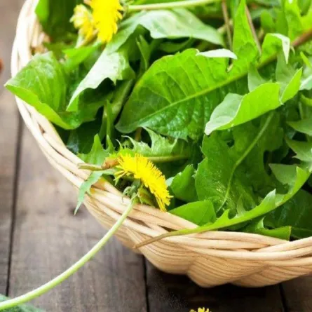 صورة لطبق من عشبة الهندباء البرية