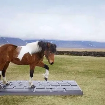 صورة حصان آيسلندي