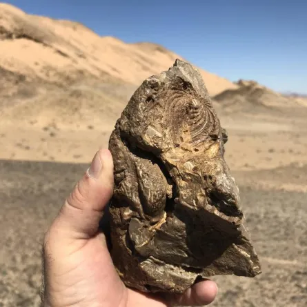 اكتشاف بقايا زواحف بحرية تعود لـــ 80 مليون سنة في غرب المملكة العربية السعودية