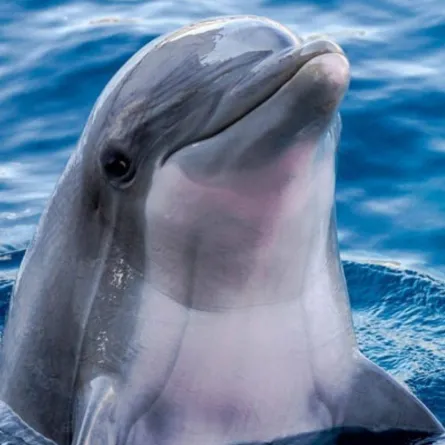 الدلافين تتعرف إلى بعضها اجتماعياً بالمذاق