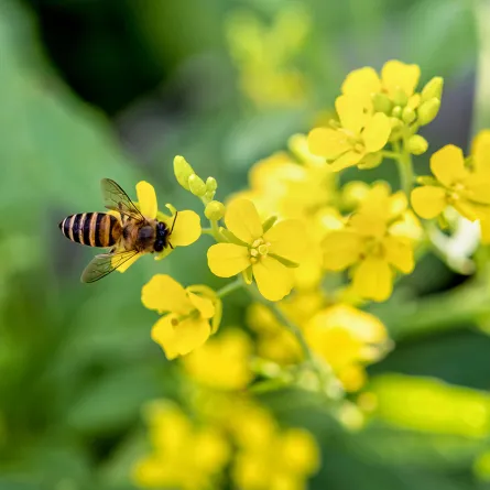اليوم العالمي للنحل 2022 تحت شعار "نحلة تشارك: الاحتفال بتنوع النحل وأنظمة تربية النحل"