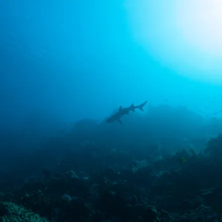 العثور على قرش له 300 سن يعود إلى 80 مليون سنة