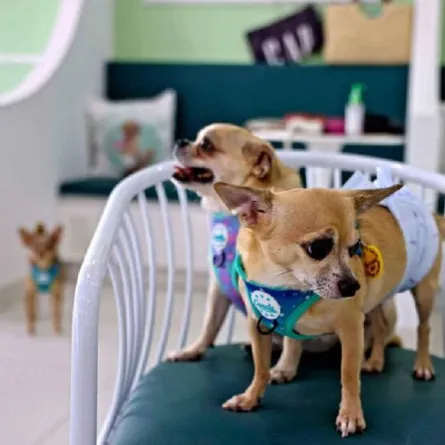 صورة الكلاب في مقهى