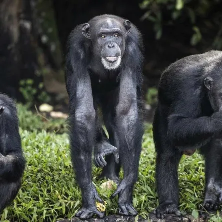 صورة شمبانزي بري