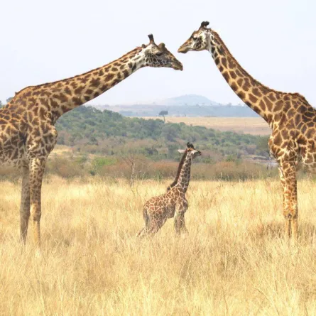 صراع الزرافات