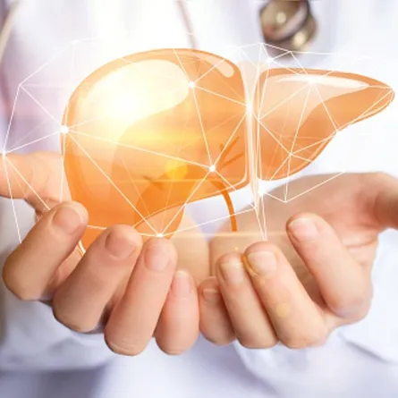 صورة توضح أهمية الكبد