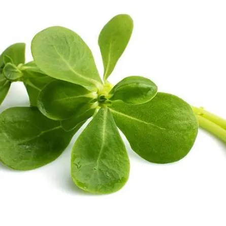 فوائد نبات الرجلة لا تُثَمَّن