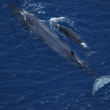 الحياة الفطرية في السعودية ترصد حوت برايد خلال رحلة استكشاف في مياه البحر الأحمر