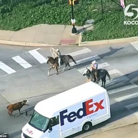 على طريقة الكاوبوي مطاردة بقرة هاربة في مدينة أمريكية