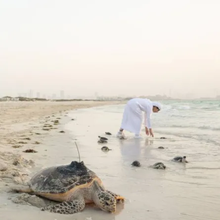 إطلاق السلاحف البحرية. الصورة من "وام"