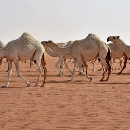 منع دخول الإبل للمشاعر المقدسة خلال موسم الحج