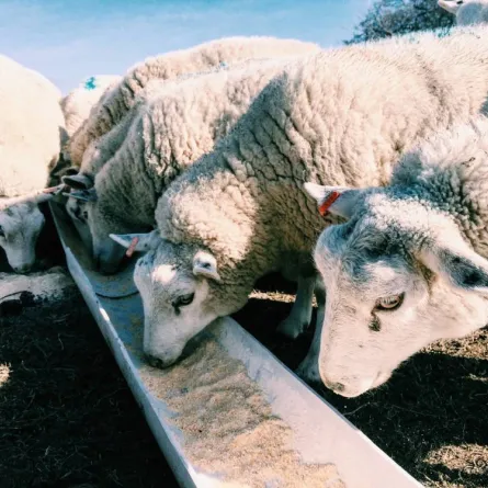 ما الذي يفسد الأضحية؟