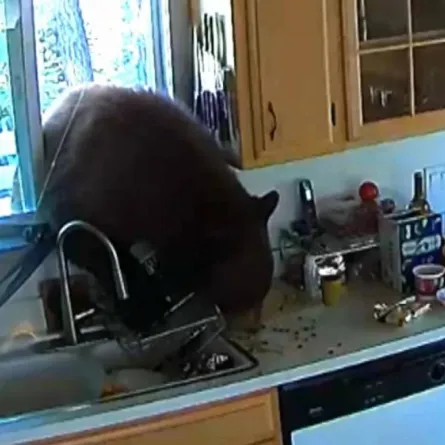 صورة دب يقتحم منزلا