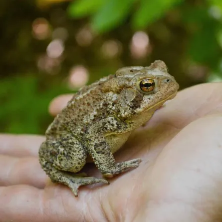 تربية الضفادع في منزل