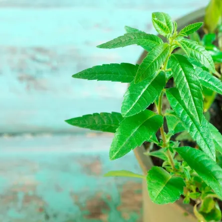 صورة لعشبة اللويزة