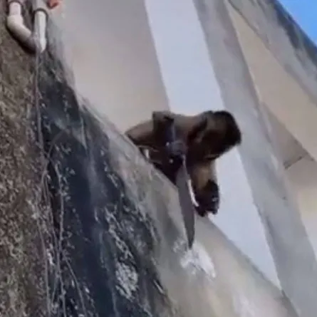 قرد يتسلح بسكين كبير ويثير رعب المارة