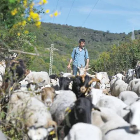 متنزه يعتمد طريقة غريبة للقضاء على الأعشاب الضارة والسامة