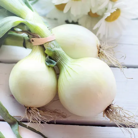 فوائد تناول البصل للحامل.. وأضراره