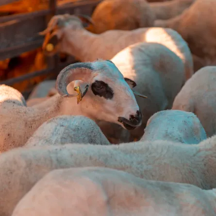 كيفية تقسيم الأضحية 