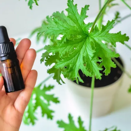 زيت إبرة الراعي الأساسي