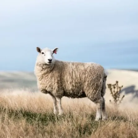 ماذا يُقال عند ذبح الأضحية؟