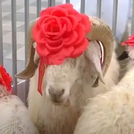 ملكة جمال الأغنام