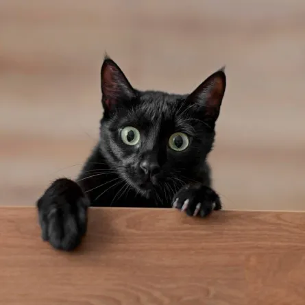 تفسير حلم القطة السوداء للعزباء