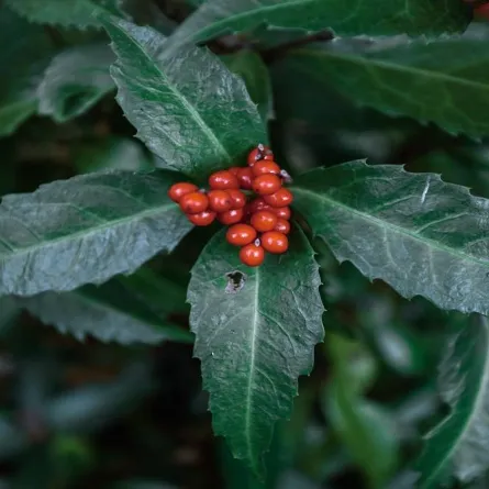 فوائد البشام الصحية