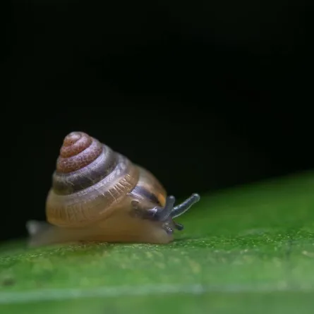 حلزونات عملاقة تنتشر في مدينة أمريكية