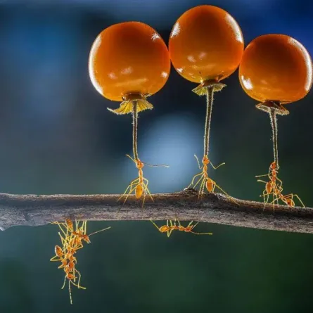 صورة نمل يحمل 10 أضعاف وزنه