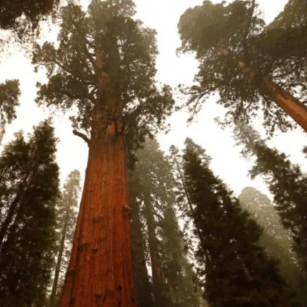 شجرة جنرال شيرمان 