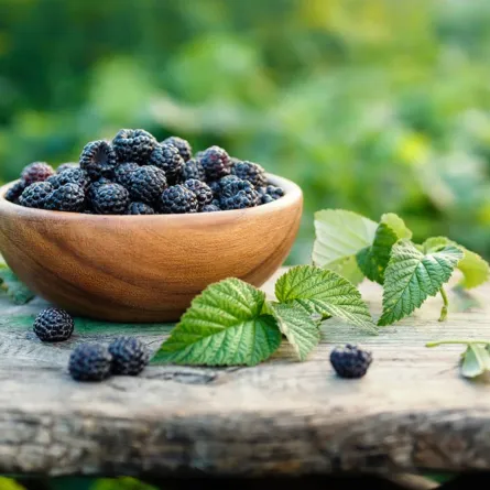 فوائد توت العليق الأسود