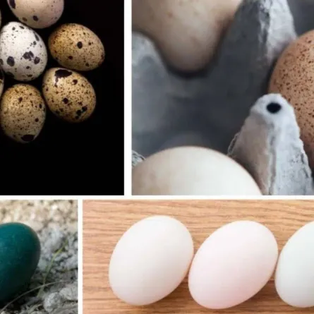 أغلى أنواع البيض في العالم