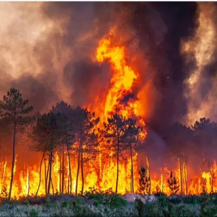 قطار إسباني يقود ركابه عبر غابة مشتعلة