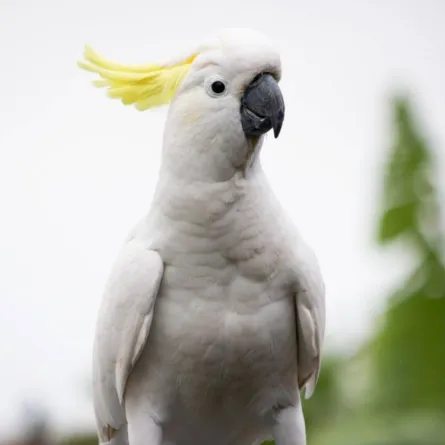 صورة لطائر الببغاء