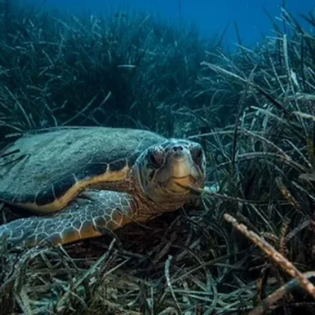 فى 70% من أكثر المناطق تنوعا بيولوجيا.... تغير المناخ يهدد الحياة البحرية