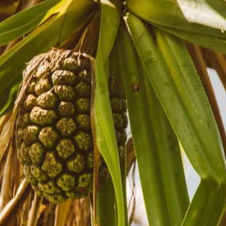 فوائد ماء الكادي