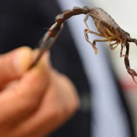 الصحة السعودية توجه نصائح للتعامل مع لسعات العقارب