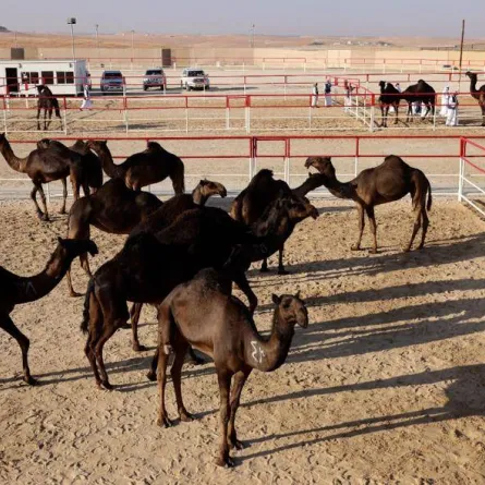 مهرجان الظفرة. الصورة من "وام"