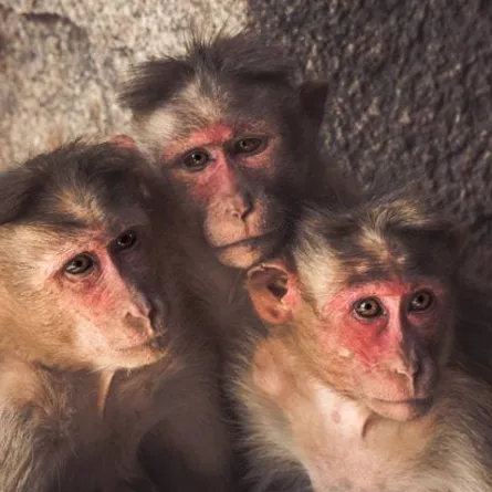 قرود تثير الرعب في مدينة يابانية